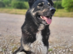 Гостевой дом Первая лошадь