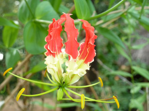 Отель Riviera Resort