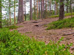База отдыха Загородный клуб Радужный лес
