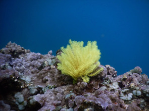 Отель Bondalem Beach Club