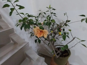 Гостевой дом Горница