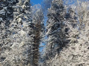 Парк-отель Пихтовый Бор