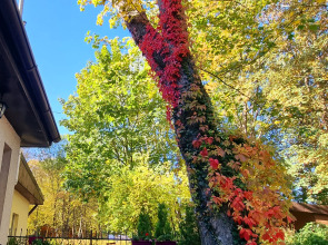 Квартира Апартаменты Амбер в Самом Центре с Отдельным Входом