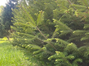Гостевой дом Дом Сердце Байкала