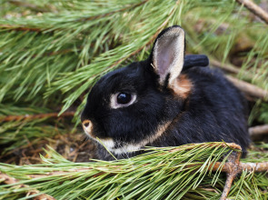 Дом Уютный в стиле Прованс
