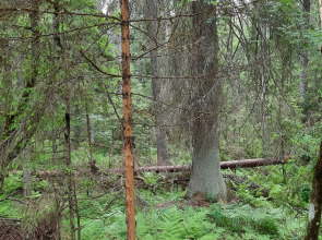 Гостевой дом Усадьба Коноваловых