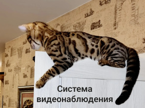 Апартаменты ПМЖ 11