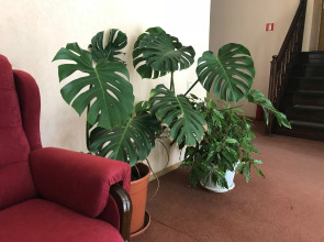 Отель Айвенго