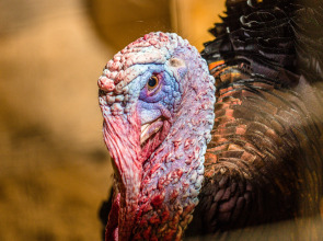 База отдыха Агротуристический комплекс Эль Ранчо