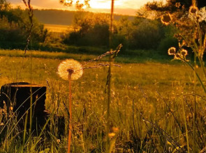 Санаторий Золотой Колос