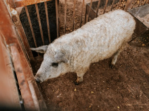 База отдыха Агротуристический комплекс Эль Ранчо