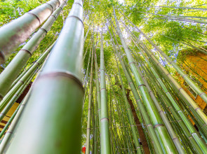 Гостевой Дом Бамбук-Хутор