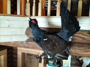 Гостевой дом Мышкин двор Барабановъ