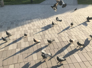 Квартира на Арцыбушевской 45/4