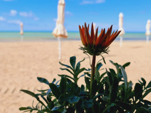 Апартаменты Золотые пески