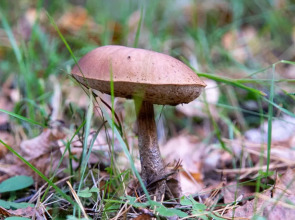 Отель База отдыха Заветное