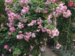 Гостевой Дом Елена