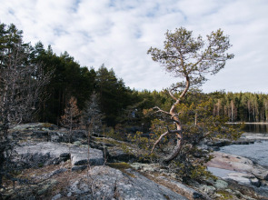 Глэмпинг Lago Ladoga