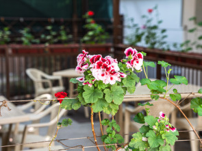 Гостевой дом "Солнечный"