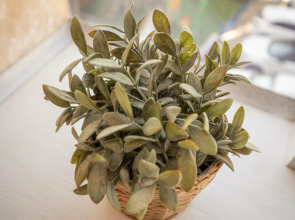 Апартаменты Место под солнцем 8