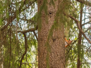 База Отдыха Янисъярви