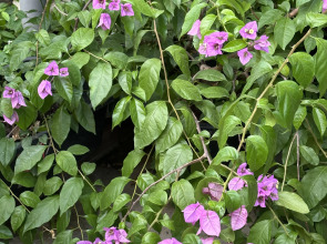 Гостевой дом Морская сказка