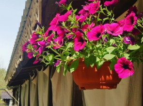 Отель Австерия