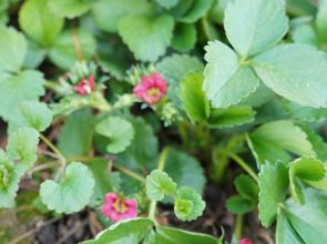 Дом Уютный в стиле Прованс