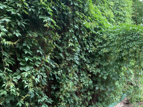 Бунгало Таунхаус