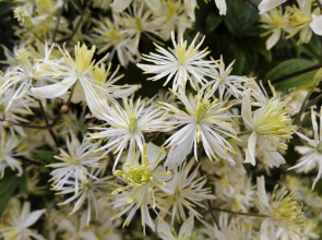 Гостевой Дом Ивановский