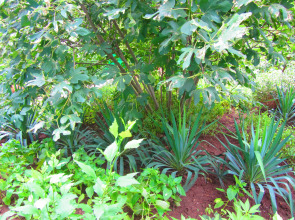 Пансионат Крымские Дачи