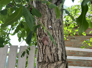 Частный дом Dacha2023