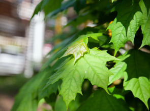 Отель Белый Снег - White Snow