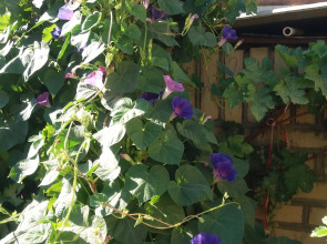 Хостел Umarxon