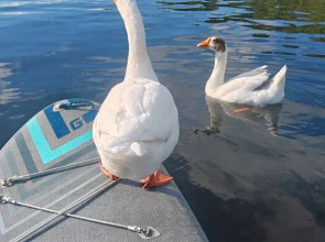 Частный дом Веселые гуси 5