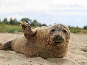 Гостевой дом Ленивый тюлень
