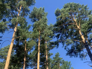 Мини-отель Подснежник