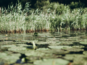 Глэмпинг Lago Ladoga