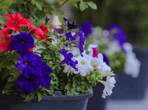 Меблированные комнаты Nifea