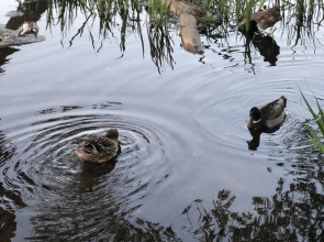 Гостевой дом на каменке