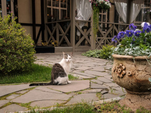 Гостевой дом Ближние дубки