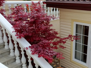 Гостевой дом Французский дом