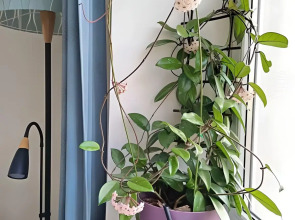 Квартира dombomb