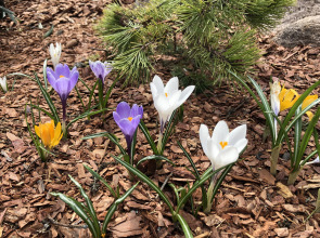 Гостевой Дом Вырицкий Мамонт