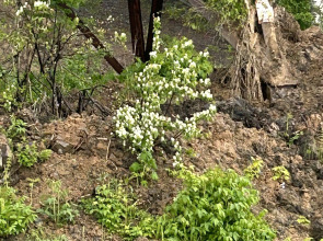 Гостевой Дом Брусника № 1