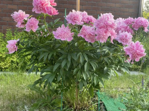 Вилла Усадьба Лесной Рай