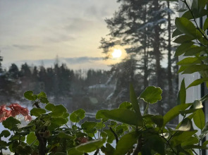 Дом у сосен