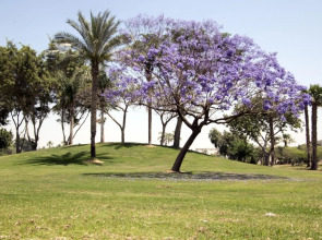 Курортный Отель Swiss Inn Pyramids Golf Resort