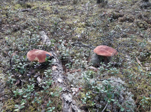 Гостевой Дом Тулокса