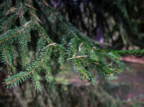 Отель База отдыха Заветное